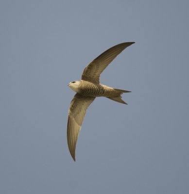 1. Pallid Swift - Apus pallidus (juvenile)