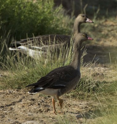 2. Lesser White-fronted Goose-  Anser erythropus and 1. Greater White-fronted Goose - Anser albifrons