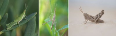 ORTHOPTERA - Grasshoppers, crickets etc. (order): 23 species)