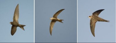 APODIFORMES - swifts (order): 2 species