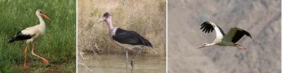 CICONIIFORMES - storks (order): 1 species