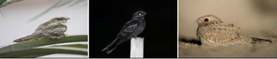 CAPRIMULGIFORMES - nightjars etc.: 2 species