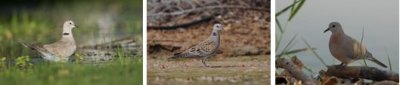 COLUMBIFORMES - doves, pigeons etc (order): 5 species