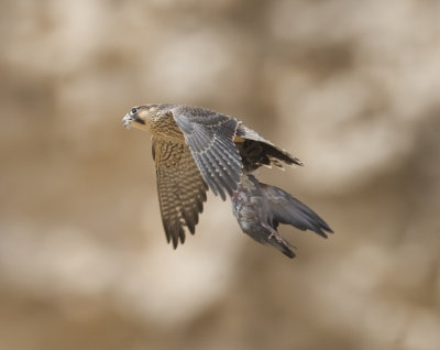 5. Barbary Falcon - Falco pelegrinoides