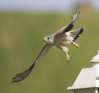 2. Common Kestrel - Falco tinnunculus