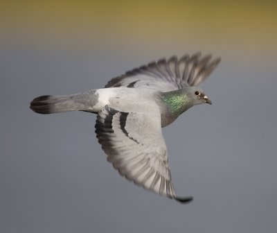 1. Rock Dove - Columba livia (or nearest thing; unlikely to be purely of the species)