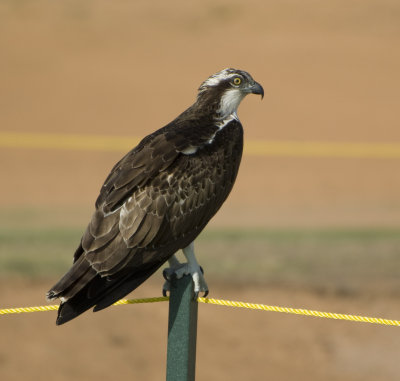 1. Osprey - Pandion haliaetus