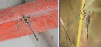 Aeshnidae (family of dragonflies): 3 species