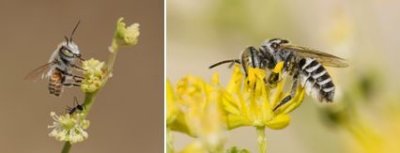 Megachilidae - Leafcutter Bees (family): 7 species