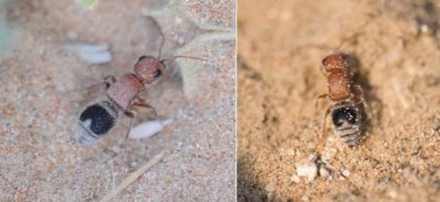 Mutillidae - Velvet Ants (family): 2 species