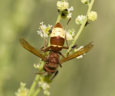 18. Vespa orientalis (Linnaeus, 1771) - Oriental Wasp 