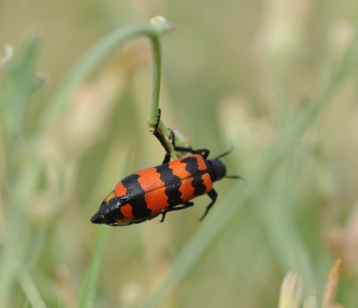 2. Croscherichia cf. goryi (Marseul, 1870)