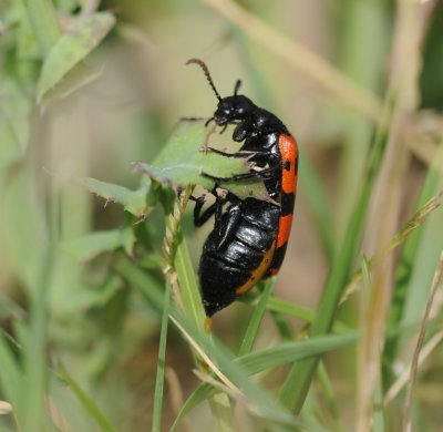 2. Croscherichia cf. goryi (Marseul, 1870)