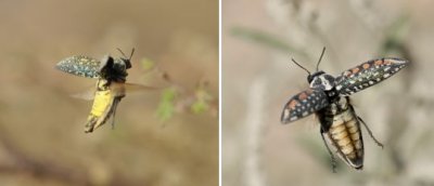 Buprestidae - Jewel Beetles (family): 5 species