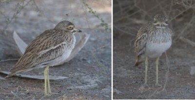 Burhinidae - stone curlews, thick-knees (family): 1 species