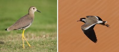 Charadriidae - plovers (family): 14 species