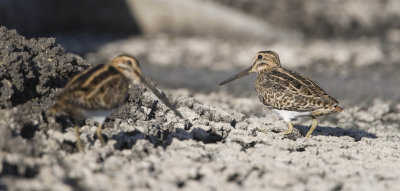 2. Pin-tailed Snipe (right) with 3. Common Snipe (left) 