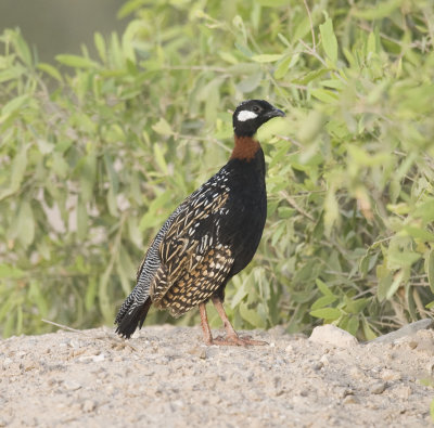 Black Francolin - Francolinus francolinus - Black Francolin (Cat. E bird on the UAE checklist: ie escaped / released)