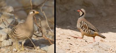 Phasianidae - pheasants, partridges etc. (family): 4 species