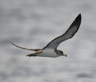 5. Cory's Shearwater - Calonectris (diomedea) borealis