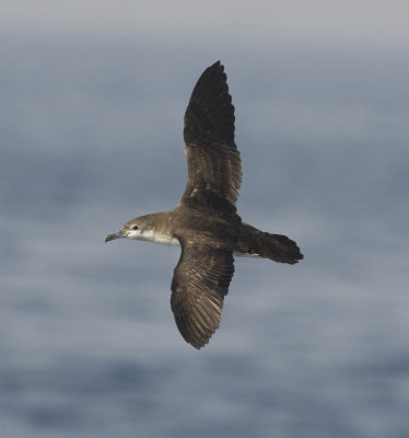 1. Persian Shearwater - Puffinus persicus