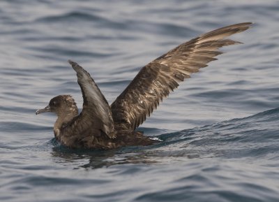 2. Sooty Shearwater - Puffinus griseus