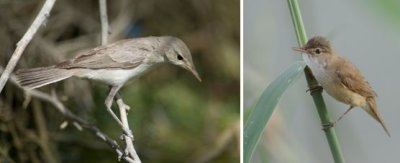 Acrocephalidae - reed warblers etc. (family): 10 species