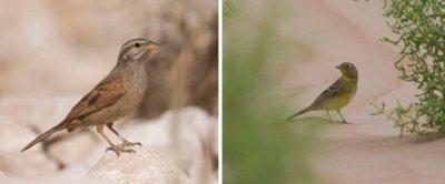Emberizidae - buntings, new world sparrows etc (family): 7 species