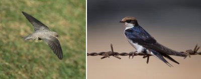 Hirundinidae - swallows, martins (family): 9 species