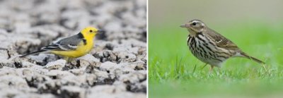 Motacillidae - pipits, wagtails (family): 17 species