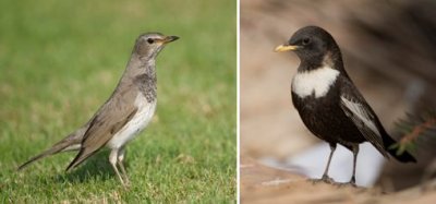 Turdidae - thrushes (family): 5 species