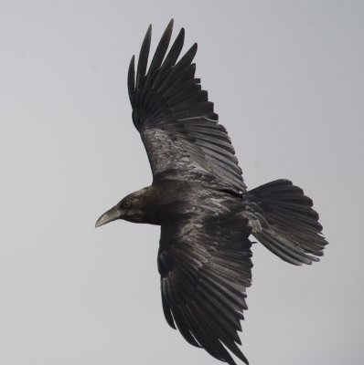 2. Brown-necked Raven - Corvus ruficollis