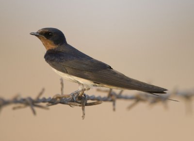 5. Barn Swallow - Hirundo rustica (Linnaeus, 1758)