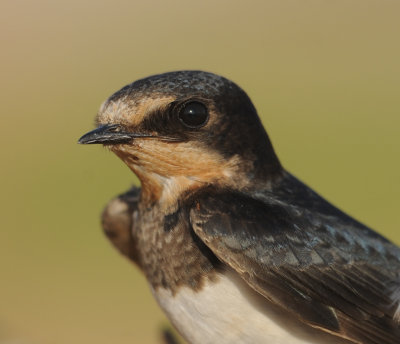 5. Barn Swallow - Hirundo rustica (Linnaeus, 1758)