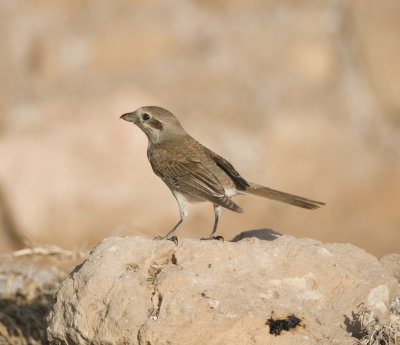 1. Red-backed Shrike - Lanius collurio