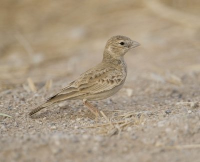 2. Black-crowned Sparrow-Lark - Eremopterix nigriceps