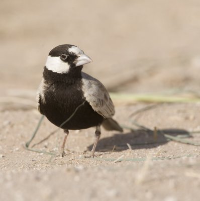 2. Black-crowned Sparrow-Lark - Eremopterix nigriceps