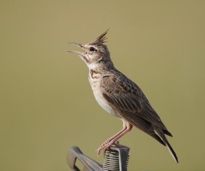 9. Crested Lark - Galerida cristata