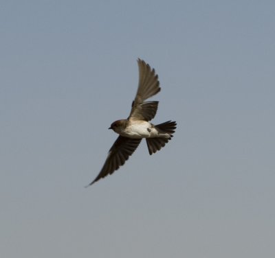 8. Streak-throated Swallow - Petrochelidon fluvicola (Blyth, 1855)