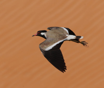 3. Red-wattled Lapwing - Vanellus indicus