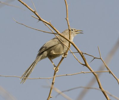 1. Arabian Babbler - Argya squamiceps (Cretzschmar, 1827)
