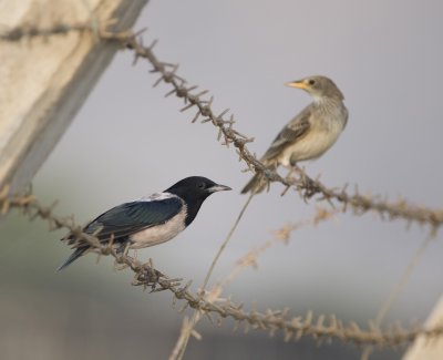 4. Rose-coloured Starling - Pastor roseus (both; an adult and a juvenile)