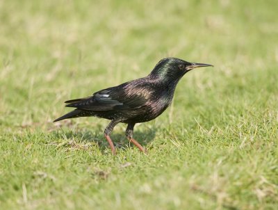 5. Common Starling - Sturnus vulgaris