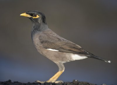 2. Common Myna - Acridotheres tristis