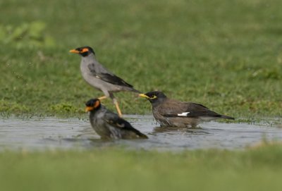  2. Common Myna - Acridotheres tristis (in focus, right) with 1. Bank Myna - Acridotheres ginginianus