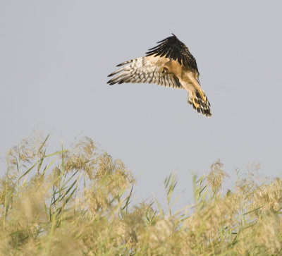 9. Pallid Harrier - Circus macrourus (juvenile)