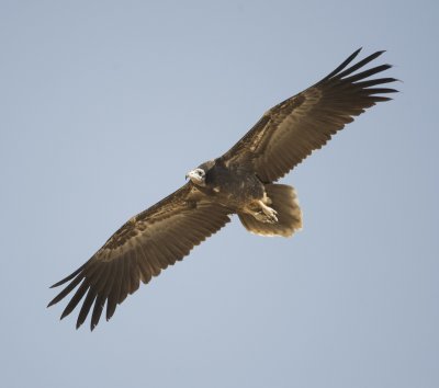 5. Egyptian Vulture - Neophron percnopterus 