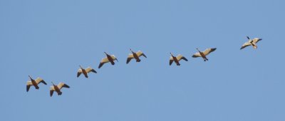 5. Ruddy Shelduck - Tadorna ferruginea and 6. Common Shelduck - Tadorna tadorna (one extreme right)