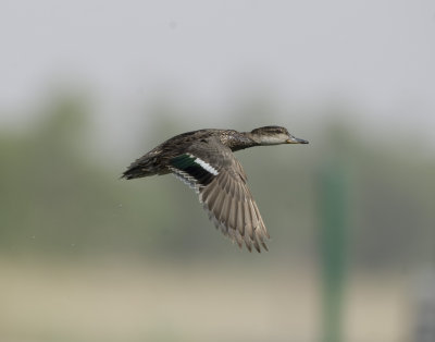 13. Eurasian Teal - Anas crecca