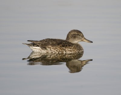 13. Eurasian Teal - Anas crecca